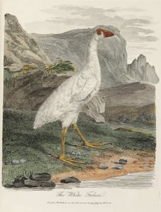 "The White Fulica" od John Pardon