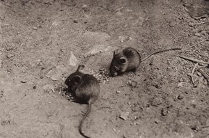 Myši při večeři (černobílá fotografie) od Richard and Cherry Kearton