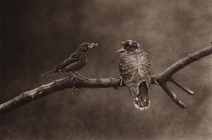Pikanka krmící mladou kukačku (černobílá fotografie)
