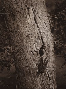 Wryneck u hnízdní díry (černobílá fotografie) od Richard and Cherry Kearton