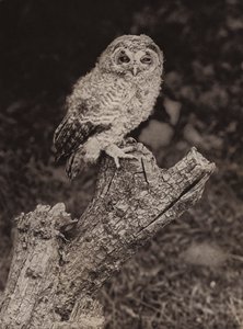 Mladá sova hnědá (černobílá fotografie)