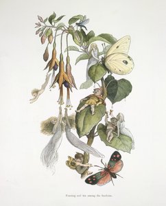 Hodování a zábava mezi fuschiemi od Richard Doyle