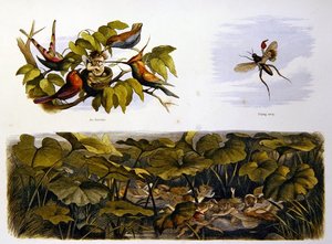 V Pohádkové zemi od Richard Doyle