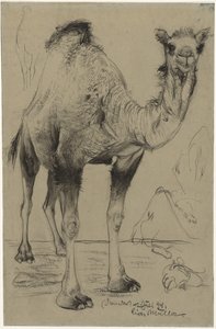 Dromedář, 1894. od Richard Muller
