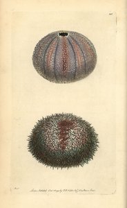 Jedlý mořský ježek, Echinus esculentus, od George Shawa a Fredericka Noddera „The Naturalist