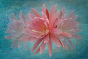 Snový růžový květ