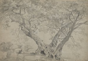 Arbra Sacra na břehu jezera Nemi, c.1754-56 (černá a bílá křída na papíře) od Richard Wilson