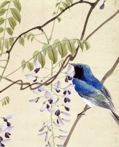 Bird - japonská kresba Riou Chim, konec 19. století od Riu Chim