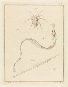 Barnacle, pipefish a arrow červ