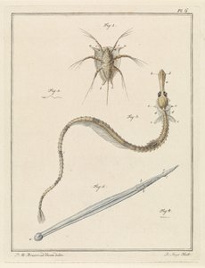 Barnacle, pipefish a arrow červ