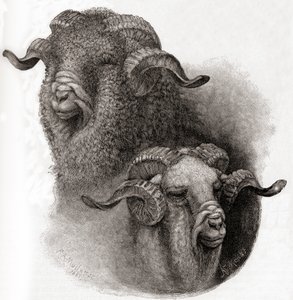 Hlava berana z Merina porovnána před a po stříhání, z časopisu The Century Illustrated Monthly Magazine, vydaného v roce 1884 od Robert Antoine Muller
