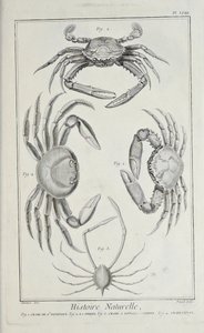 Krabi, ilustrace ze „Sbírky desek, o vědách, svobodných uměních a mechanických uměních s jejich vysvětlením“ od Denise Diderota od Robert Benard