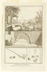 "Cultivation et Arsonnage du Coton" z Diderot