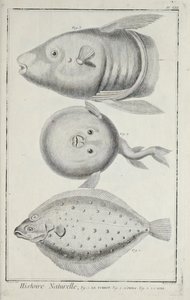 Ilustrace z knihy „Sbírka desek, o vědách, svobodných uměních a mechanických uměních s jejich vysvětlením“ od Denise Diderota od Robert Benard