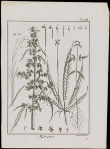 Námořní schéma květin, asi 1810 (rytina a lept) od Robert Benard