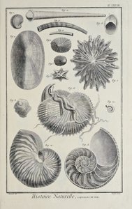 Mořské mušle, ilustrace ze „Sbírky desek, o vědách, svobodných uměních a mechanických uměních s jejich vysvětlením“ od Denise Diderota od Robert Benard
