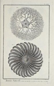 Mořské hvězdy, ilustrace ze „Sbírky desek, o vědách, svobodných uměních a mechanických uměních s jejich vysvětlením“ od Denise Diderota od Robert Benard