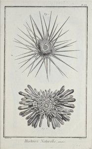 Urchins, ilustrace z 