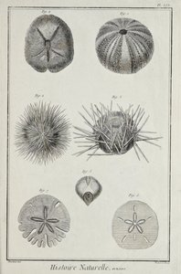 Urchins, ilustrace z 