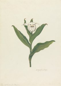 Pantoflíček dámský (Cypripedium Canadense, Calceolus Maria)