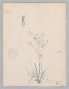 Kvetoucí rostlina od Robert Frederick Blum