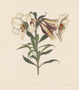 Výběr rostlin Hexandrian, patřících do přirozeného řádu Amaryllidae..., 1831-1832. od Robert Havell