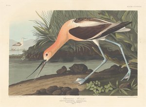 Americký Avocet, 1836.