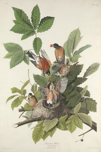 Americký Robin, 1832. od Robert Havell