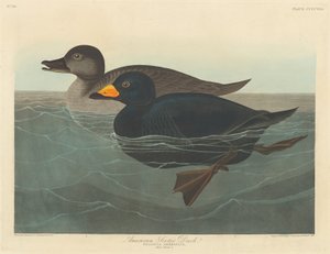 American Scoter Duck, 1838. od Robert Havell