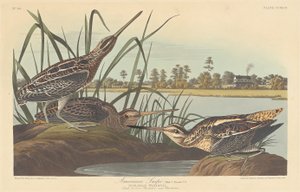 Americký Snipe, 1835. od Robert Havell