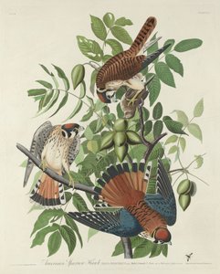 Americký Sparrow Hawk, 1832. od Robert Havell