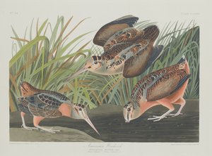 Americký Woodcock, 1835. od Robert Havell