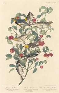Pěnice Audubonova, pěnice poustevnická a pěnice černohrdlá, 1837. od Robert Havell