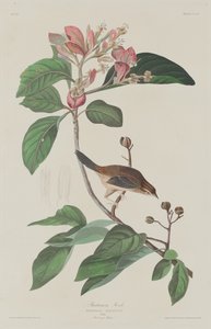 Bachmans Finch, 1833. od Robert Havell