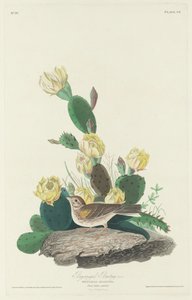 Strnad hnědokřídlý, 1830. od Robert Havell