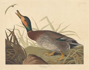 Poskvrněná kachna, 1836. od Robert Havell