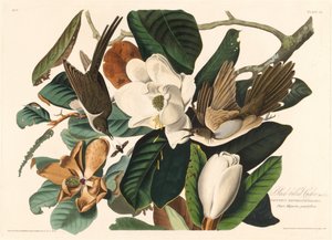 Kukačka černozobá, 1828. od Robert Havell