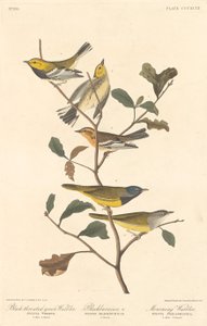 Pěnice černokrká, pěnice černokrká a pěnice truchlící, 1837. od Robert Havell