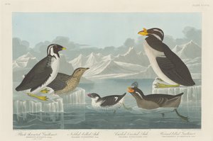 Guillemot černohrdlý, alek nobbedzobý, lok kadeřavý chocholatý a rohozobý..., 1838. od Robert Havell