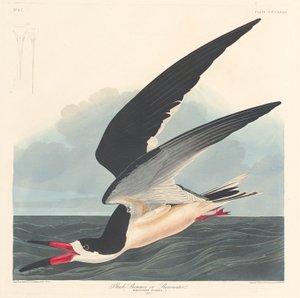 Černý skimmer, 1836. od Robert Havell