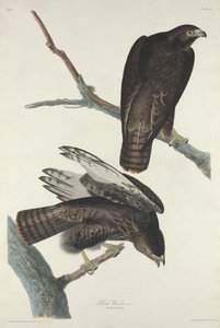 Černý válečník, 1830. od Robert Havell