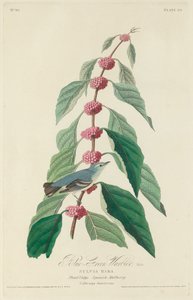 Pěnice modrozelená, 1828. od Robert Havell