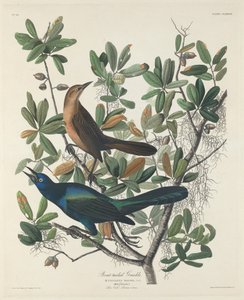 Loď-sledoval Grackle, 1834. od Robert Havell