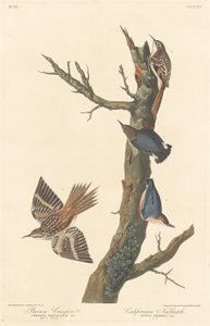 Hnědý popínavý a brhlík kalifornský, 1838. od Robert Havell