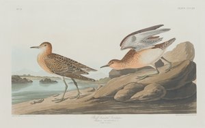 Jespák bahenní, 1835. od Robert Havell