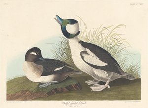Kachna s buvolí hlavou, 1836. od Robert Havell