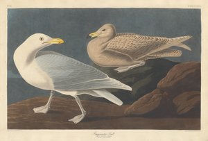 Burgomaster Gull, 1837. od Robert Havell