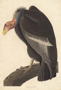 Kalifornský sup, 1838. od Robert Havell