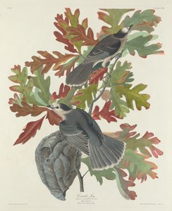 Kanada Jay, 1831. od Robert Havell