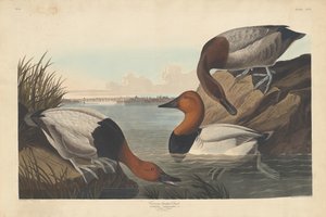 Kachna na plátně, 1836. od Robert Havell